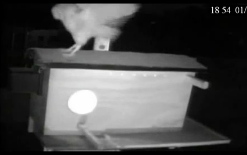 1/12/12 Barn Owls at Mel & Syd Site Morning & evening Videos and Pics  Owl1