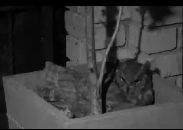 Screenshots of PPO  (Spotted Eagle Owl )    By LadyLaura PPOlooking