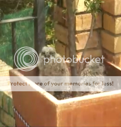 Screenshots of PPO  (Spotted Eagle Owl )    By LadyLaura Hellothere