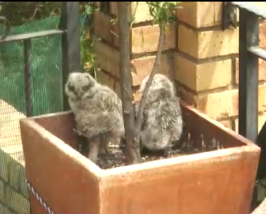 Screenshots of PPO  (Spotted Eagle Owl )    By LadyLaura Ppobabies1025