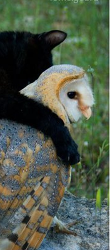 Cat & Barn Owl Playing Together Video  SmoketheCatandFrosttheBarnOwl