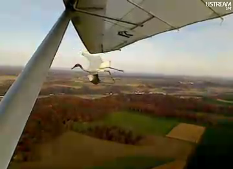 Screen Shots of today's flight 10/28/2011 Flightofcranes1028