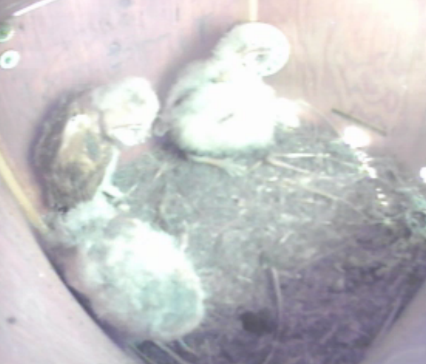 Buddy & Fluffy   2nd Clutch Consists of 3  Foster Owlets of Different ages.. 3newbabies