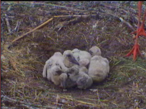 Droonessa Storks With Babies (Dutch Site) BabystorksatDroonessa