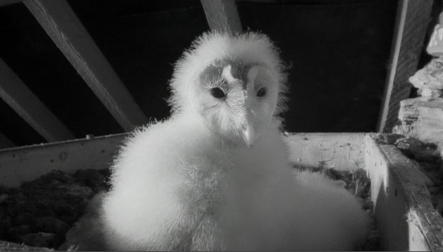 New Box in The UK with 4 owlets BeautifulBabyBarnOwl