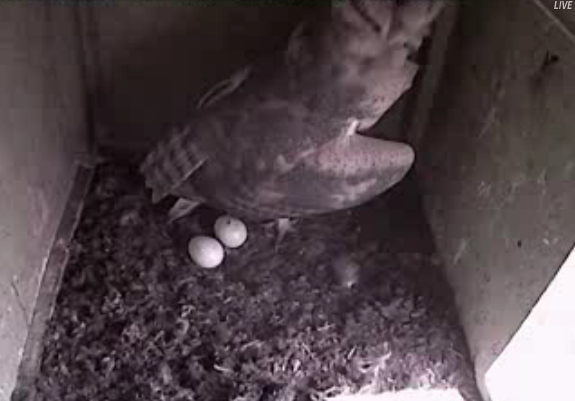 Roy and Dale  3 Owlets  Daleandher2eggs