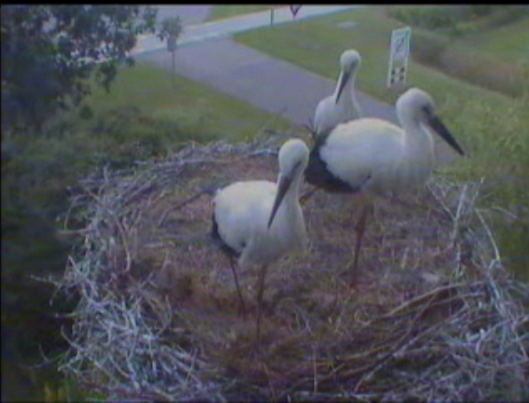 July 2012 New Stork Babies In Holland.. DroonessaStorks3babiesJuly2012