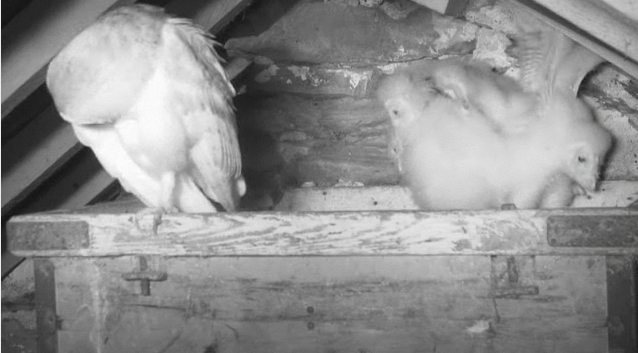 New Box in The UK with 4 owlets GettingMobile