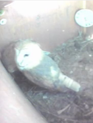 Buddy & Fluffy   2nd Clutch Consists of 3  Foster Owlets of Different ages.. GregfacingthewallandNancylookingdown