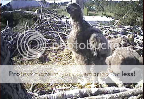 Sidney Eagles      (Eaglet Rescued) HeyDadwheredidyago