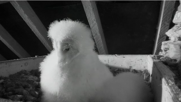 New Box in The UK with 4 owlets Howsweetandtiredtheyare