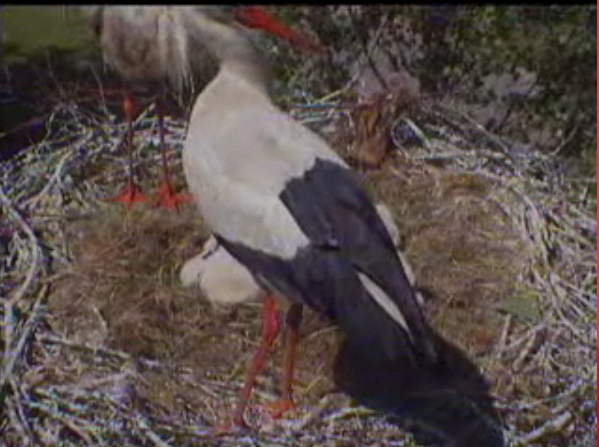 Droonessa Storks With Babies (Dutch Site) MomandDadboughtinnest