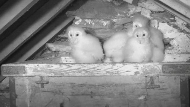 New Box in The UK with 4 owlets Momcomeback