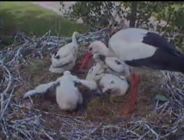 Droonessa Storks With Babies (Dutch Site) MomwithbabiesStorks