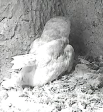 The Lost Gardens Of Heligan  UK  3 owlets  MrsOwlhatchedherfirstbabytoday5272011