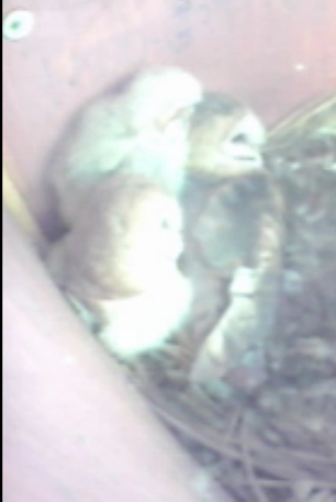 Buddy & Fluffy   2nd Clutch Consists of 3  Foster Owlets of Different ages.. NancyGreg