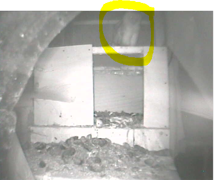 Wirral's Barn Owl site (UK) Owlets  Parentontopofbox