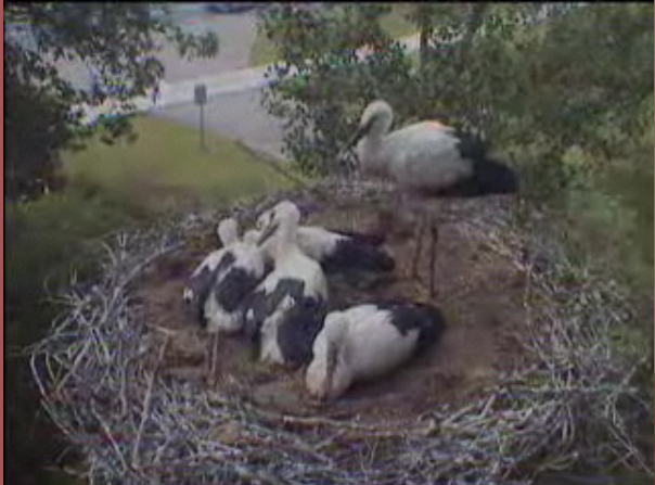 Droonessa Storks With Babies (Dutch Site) Parentwiththebabies