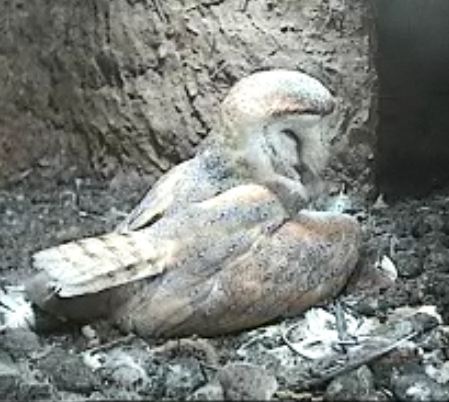 The Lost Gardens Of Heligan  UK  3 owlets  Shehasatleast2maybe3owletsnow