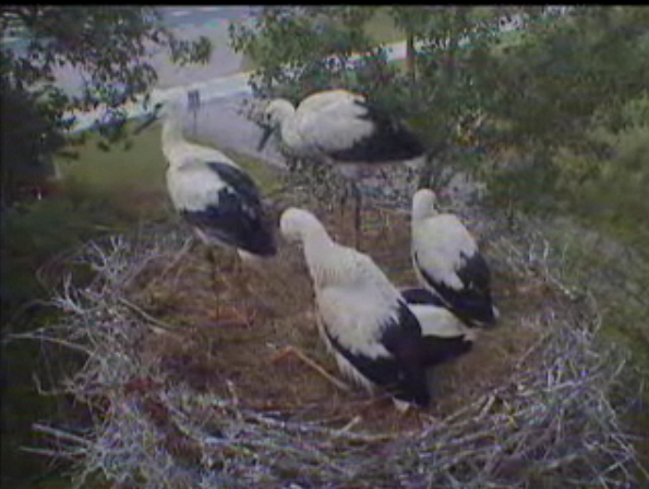 Droonessa Storks With Babies (Dutch Site) The5droonessastorkbabies