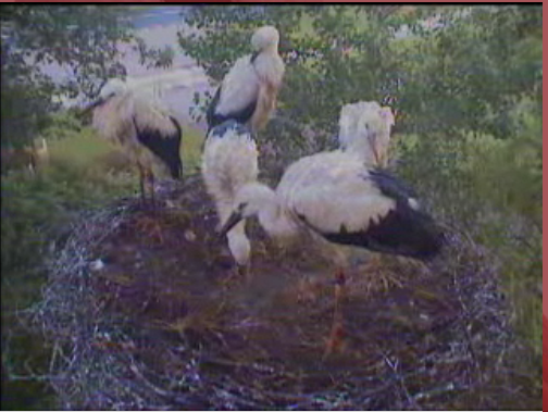 Droonessa Storks With Babies (Dutch Site) ThestorksatDroonessaawesomebabies