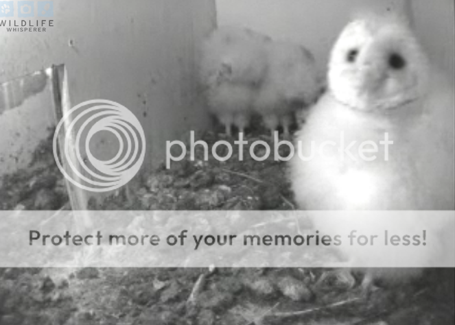 Bob & Brenda Dorset UK (4 Owlets) Wellwhatelsecanwedobutlookforfun