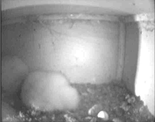 Wirral's Barn Owl site (UK) Owlets  Babiessleepingatwirrals