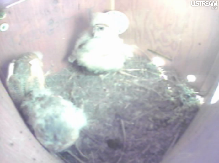 Buddy & Fluffy   2nd Clutch Consists of 3  Foster Owlets of Different ages.. Fluffyandbuddy