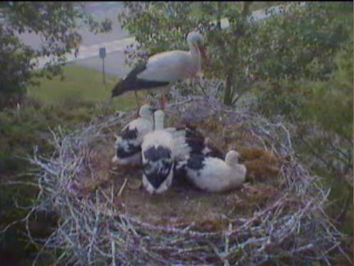 Droonessa Storks With Babies (Dutch Site) Storks5babies