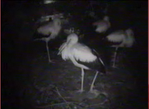 Droonessa Storks With Babies (Dutch Site) The5babies