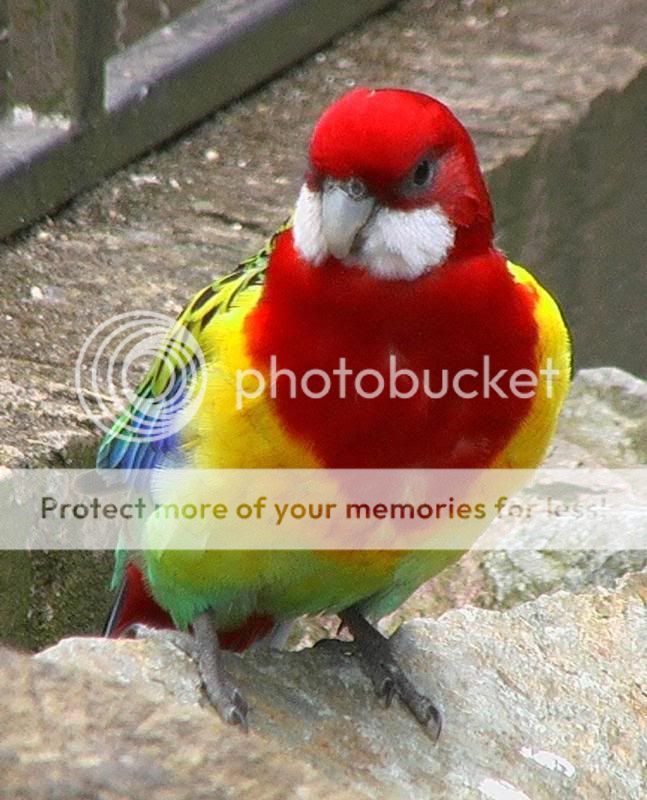 pet corner Eastern20rosella