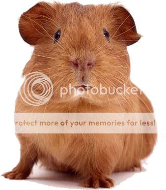 pet corner Guinea-pig