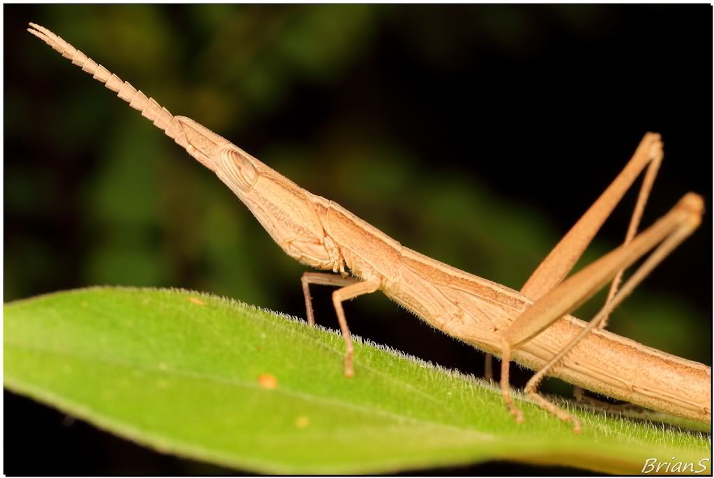 Macro புகைப்படங்கள்  2011_12_10-OddGrassHopper-IMG_1206-Sig