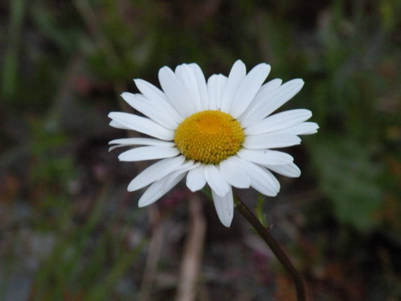 Photo de fleurs DSCN0501