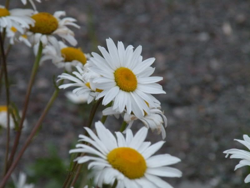 Photo de fleurs DSCN0504