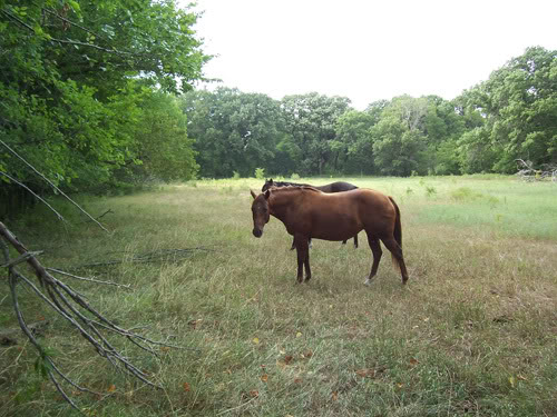 Hickory Creek Performance Horses Chic