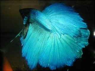 FICHA PEZ BETTA Betta_splendens_turquoise