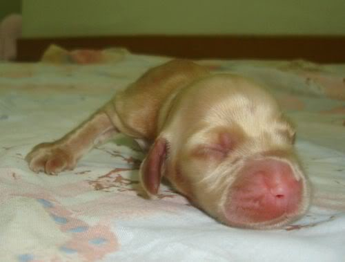 NAME My ENGLISH COCKER SPANIEL PUPPIES~ Pups-029