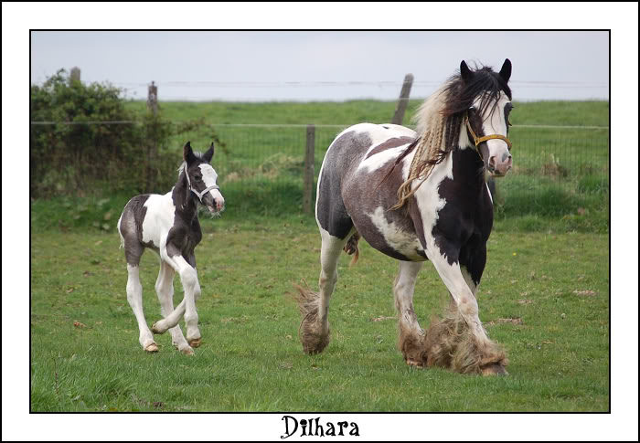 DILHARA a 1 jour et il s'éclate en pré! Dsc_0235-border