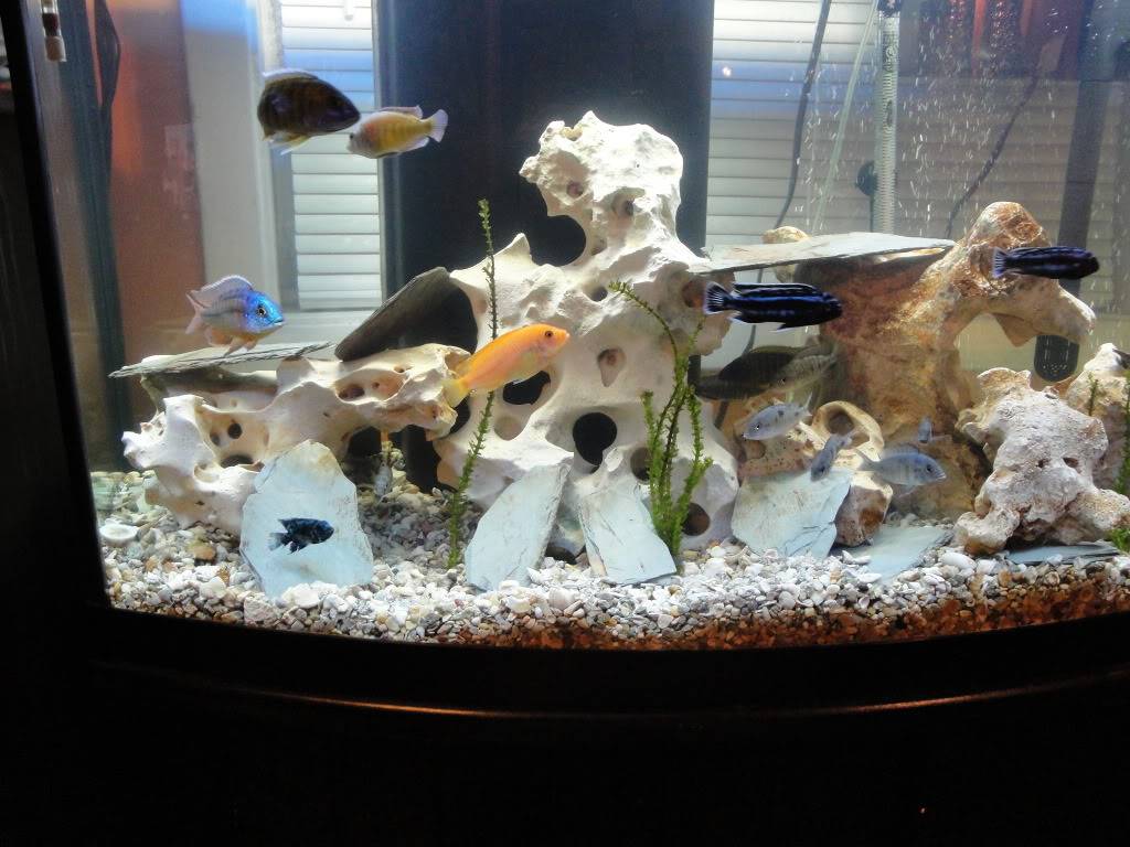 My cichlid tank Fish004