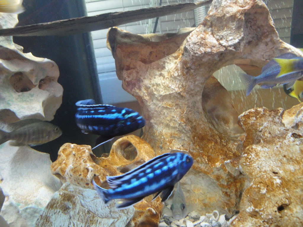 My cichlid tank Fish002-1