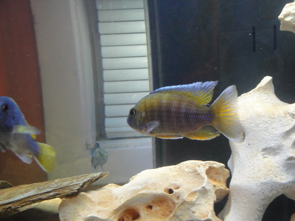My cichlid tank Fish008