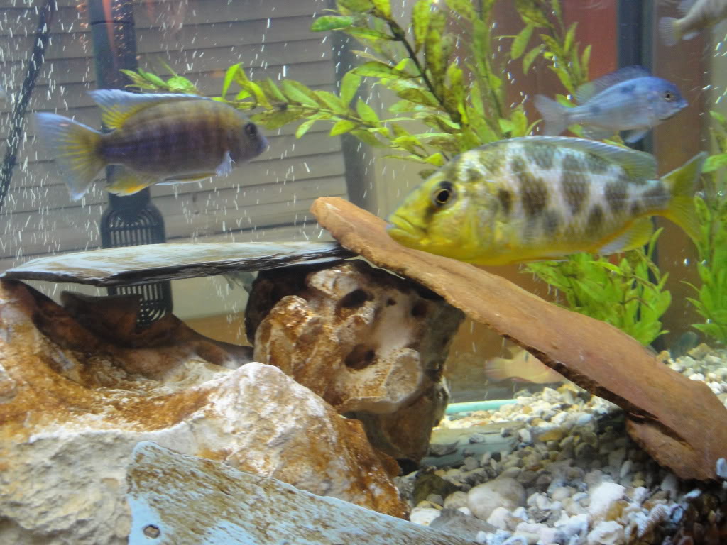 My cichlid tank Fish014-1