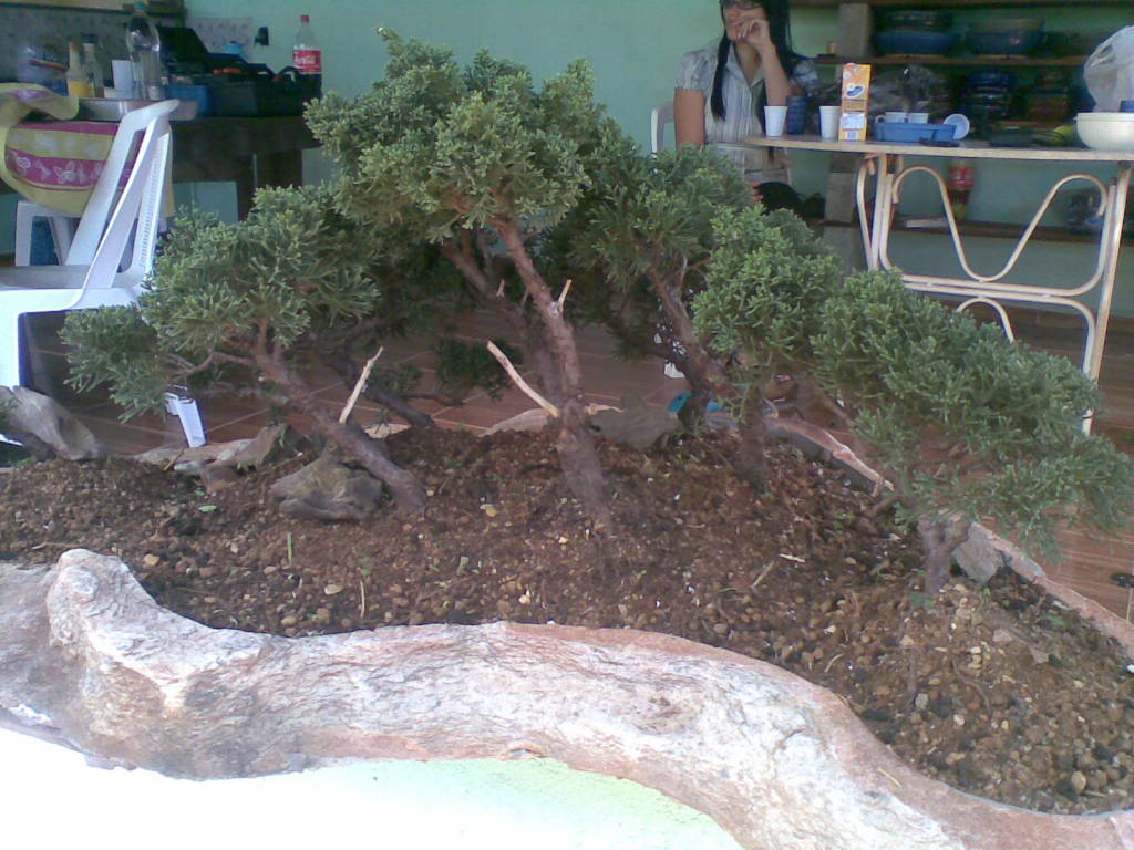 bonsai by Paulo Ventura-DF 22022007024