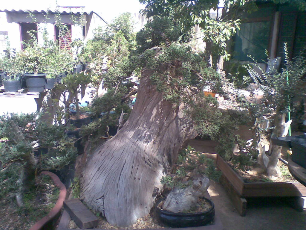 bonsai by Paulo Ventura-DF 22022007026