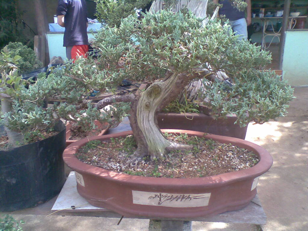 bonsai by Paulo Ventura-DF 22022007027