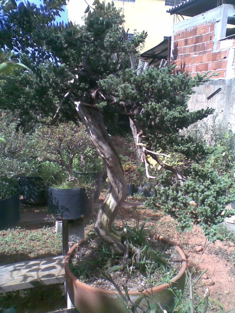 bonsai by Paulo Ventura-DF 22022007040