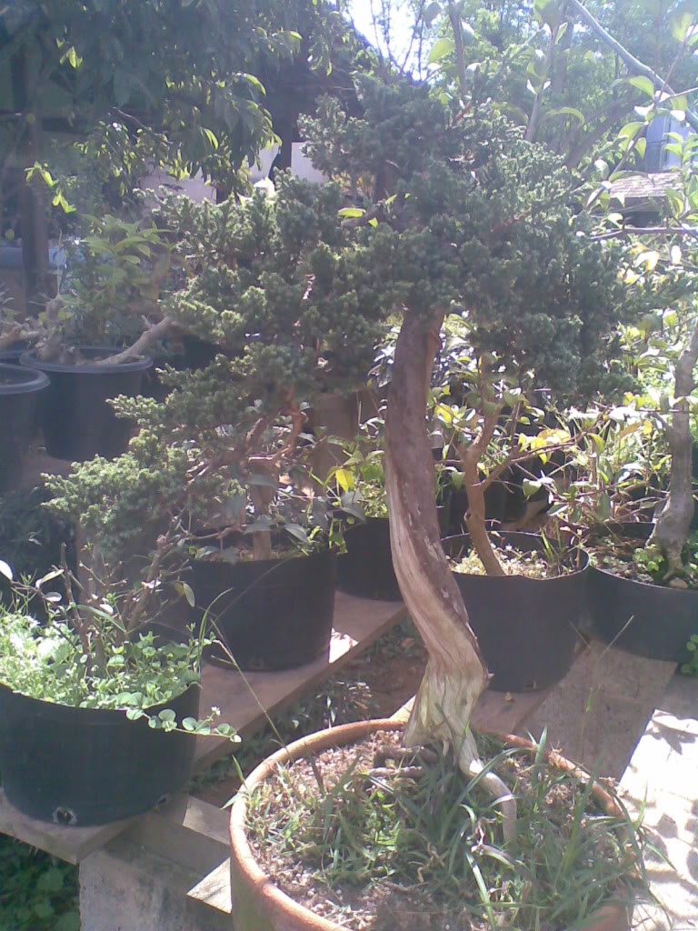 bonsai by Paulo Ventura-DF 22022007041