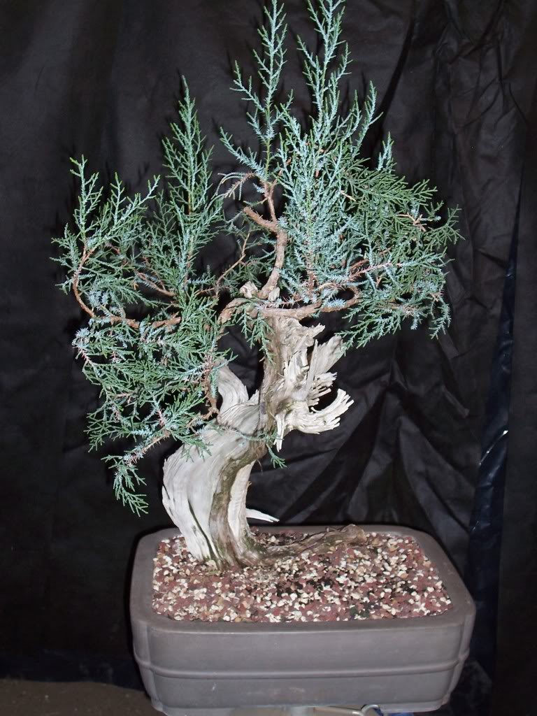 California Juniper before and after 100_3299