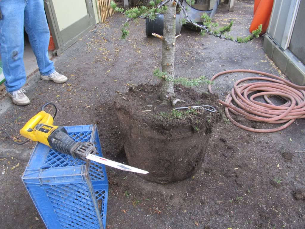 Atlas cedar bunjin 6cdbbdcf